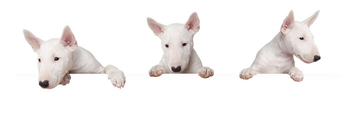 Süße Hunde Welpen isoliert auf weißem Hintergrund - obrazy, fototapety, plakaty