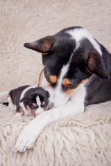 Newborn basenji puppy with mother