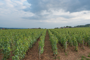 Fototapeta na wymiar Wine of Pommard in Bourgogne