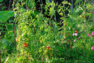 tomates, potager