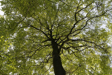 Buchenwald in Frühling