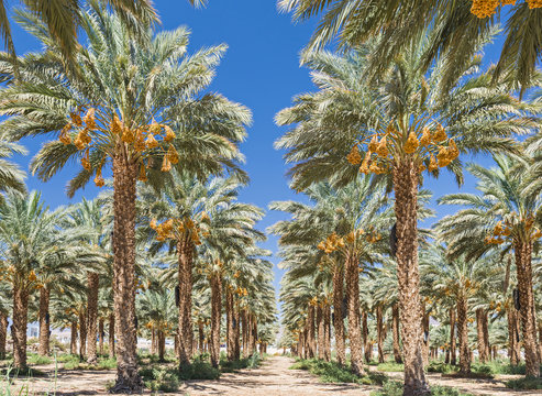 Plantation of date's palms