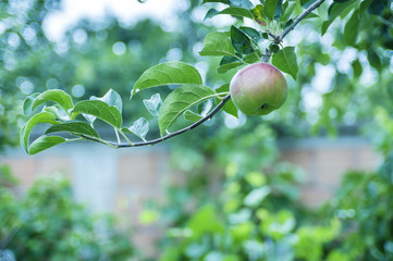 Green apple on a branch