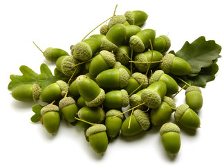 Quercus Acorn Ghianda Bellota Żołądź Gland Agern Жёлудь © Comugnero Silvana