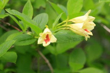 Middendorff Weigela (Weigela middendorffiana) in Hokkaido, Japan