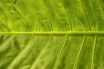 araceae leaf