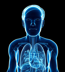 Male x-ray respiratory ststem artwork