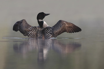 Common Loon Rising out of Water