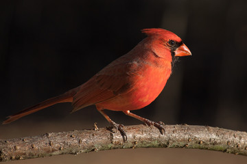 A northern cardinal perched in the late afternoon sun