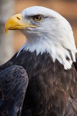 A portrait of an American bald eagle