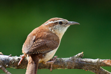 A portrait of a Carolina wren