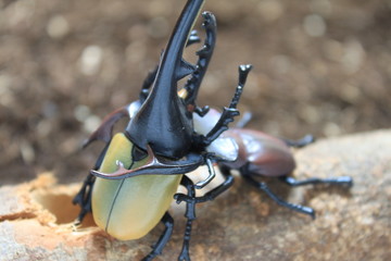 カブトムシ対クワガタ