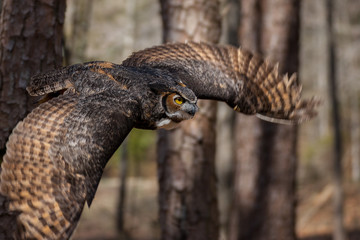 A great horned owl flying through a North Carolina forest