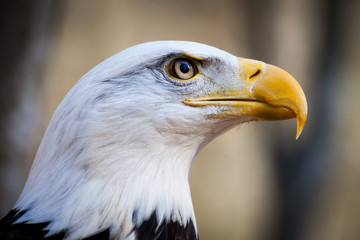 American Bald Eagle