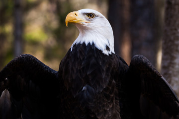 A portrait of an American bald eagle © mattcuda