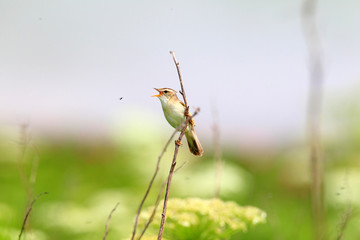 Black-browed reed-warbler (Acrocephalus bistrigiceps) in Hokkaid