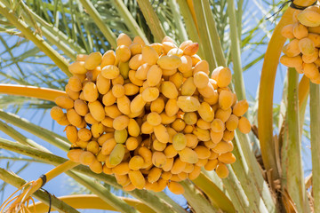 Ripening dates on palm