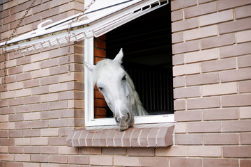 White horse