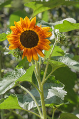 Sonnenblume - Blüte und Knospen