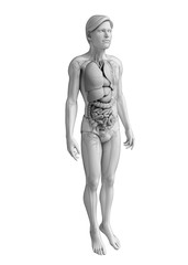 Digestive system of male anatomy