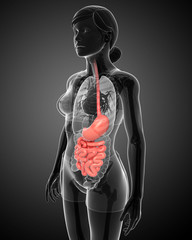 Small intestine anatomy of female