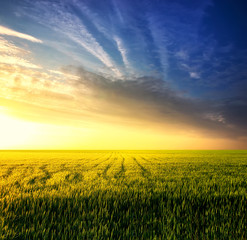Fototapeta na wymiar Field during sunset. Agricultural landscape