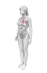 Female throat anatomy