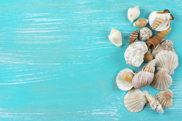 Obraz na płótnie Canvas Seashells collecton