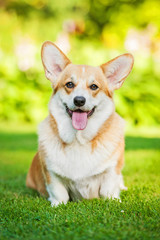 Pembroke welsh corgi sitting on the lawn