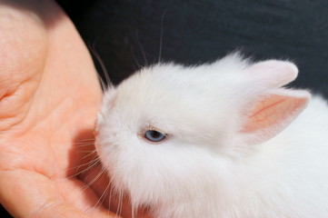 Obraz premium Le carezze di una donna al suo coniglietto nano