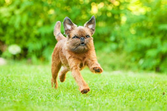 Brussels griffon dog running outdoors