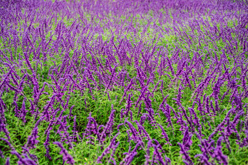 Obraz premium Lavender