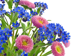 Stokrotki z niezapominajkami na białym tle © CUKMEN