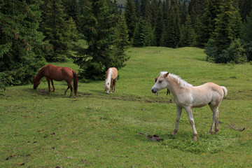 Obraz na płótnie Canvas cavalli al pascolo - Alpe di Siusi