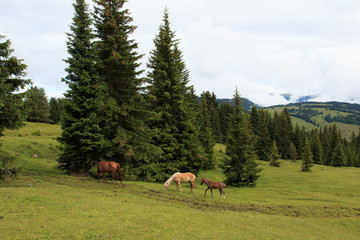 cavalli al pascolo - Alpe di Siusi