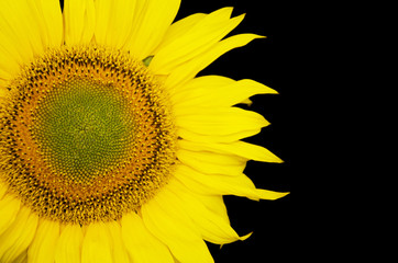 Obraz premium Sunflower