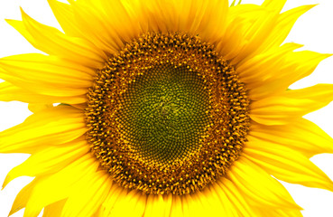 Fototapeta premium Sunflower