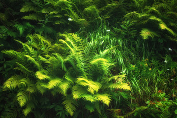 Green fern background