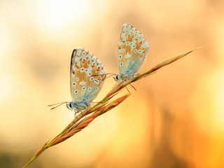 Gossamer Winged Butterfly