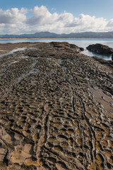 volcanic rock slabs in Omaha Bay, New Zealand