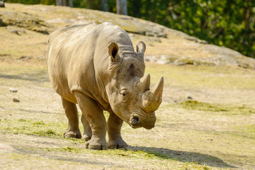 Obraz premium White rhinoceros