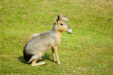 Dolichotis patagonum, Patagonian mara