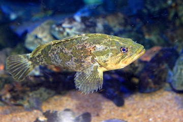 Rockfish or Ocean perch (Sebastes pachycephalus) in Japan　