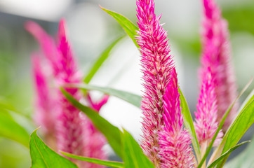 Celosia or Wool flowers or Cockscomb flower