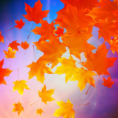 Fototapeta premium Beautiful autumn Leaves.