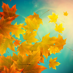 Naklejka na ściany i meble Beautiful autumn Leaves.