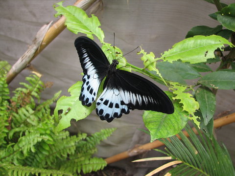Farfalla