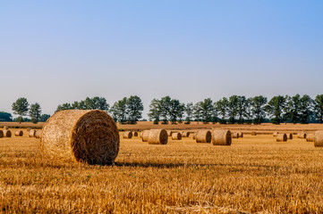 Round straw bales in harvested fields and blue sky