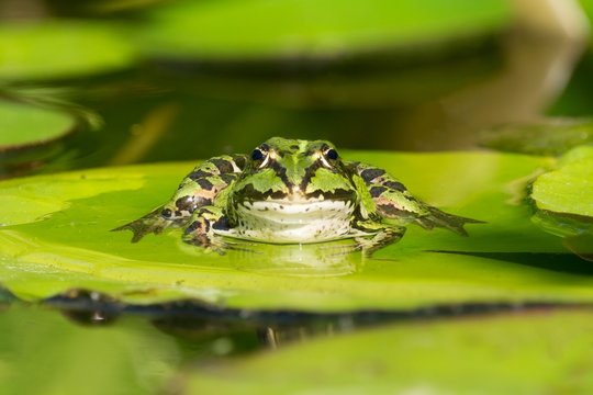 Front view of green frog sitting on a water lily leaf