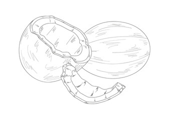 three parts of coconut